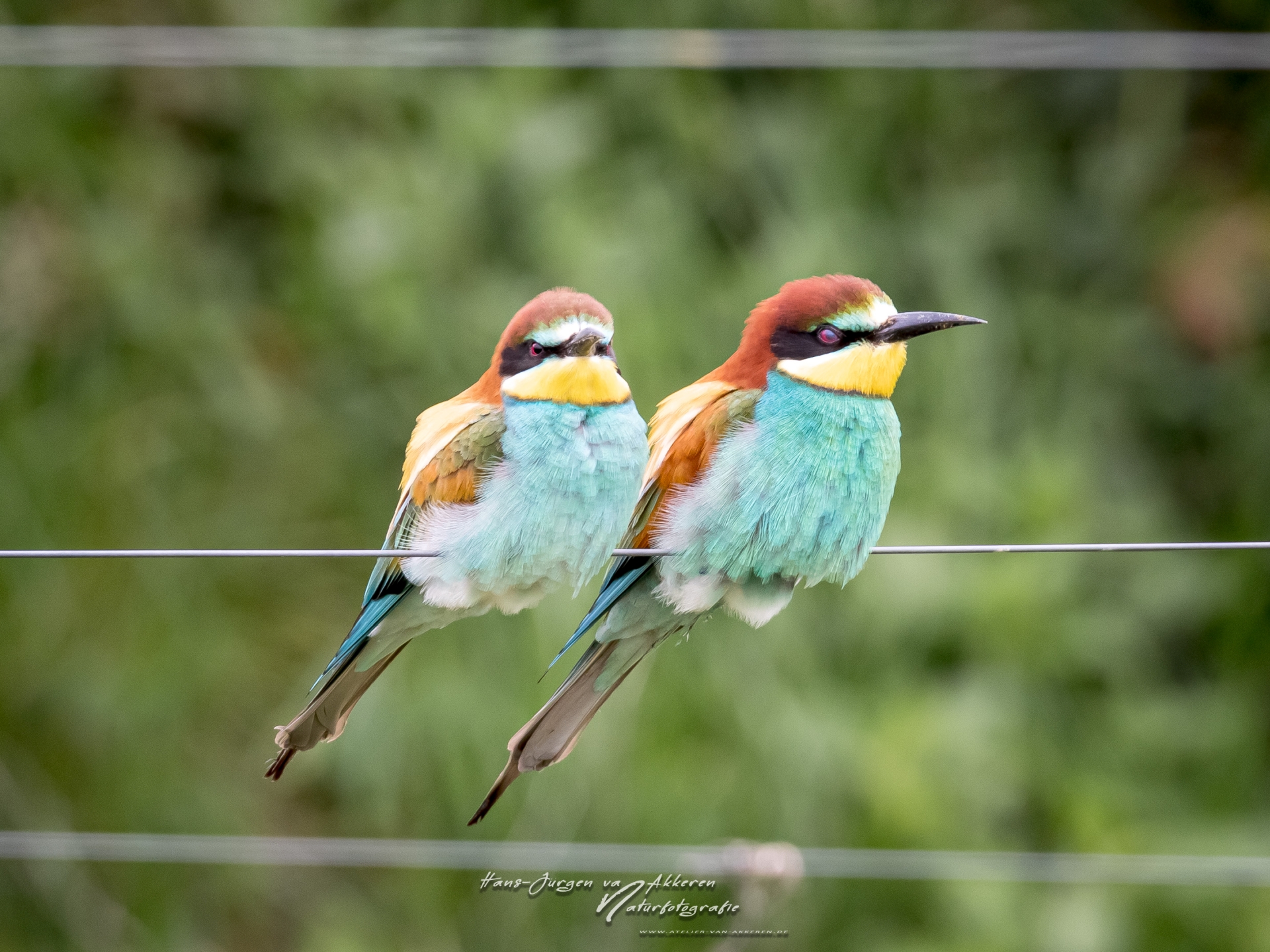 _DM44084 Bienenfresser